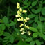 Baptisia hybrida Carolina Moonlight